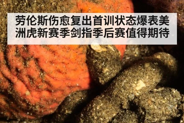 劳伦斯伤愈复出首训状态爆表美洲虎新赛季剑指季后赛值得期待